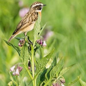 Whinchat