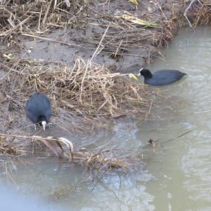 Common Coot