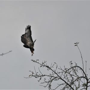 Common Buzzard