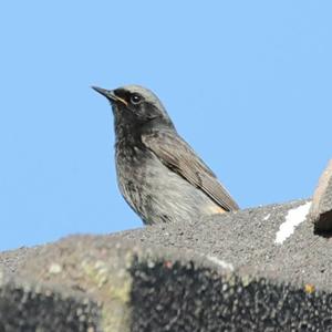 Black Redstart