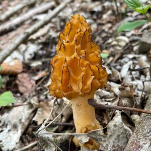 Yellow Morel