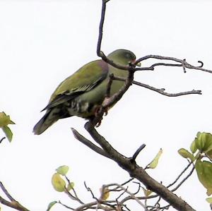 African Green-pigeon