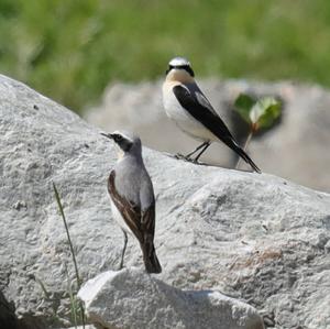 Northern Wheatear