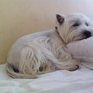 West Highland White Terrier