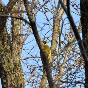 Eurasian Green Woodpecker