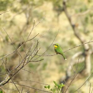 Little Bee-eater