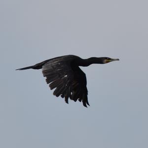 Great Cormorant