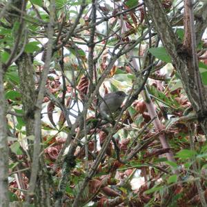 Blackcap