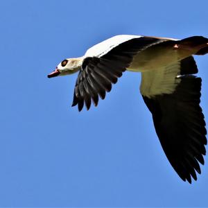 Egyptian Goose