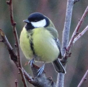 Great Tit