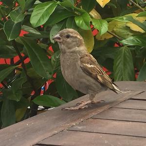 House Sparrow