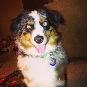 Australian Shepherd