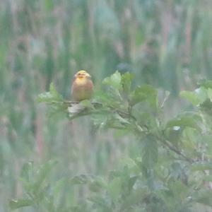 Yellowhammer