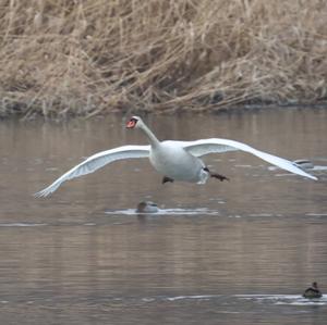 Mute Swan