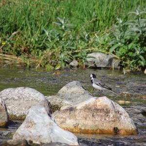 White Wagtail