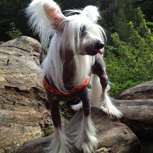 Chinese Crested Dog