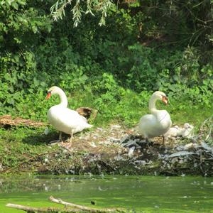 Mute Swan