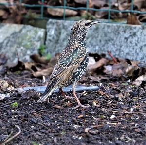 Common Starling