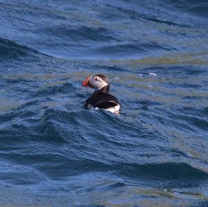 Atlantic Puffin