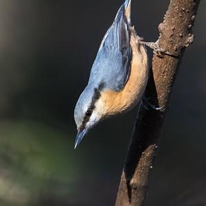 Wood Nuthatch