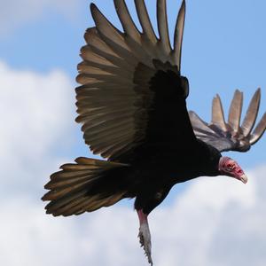 Turkey Vulture