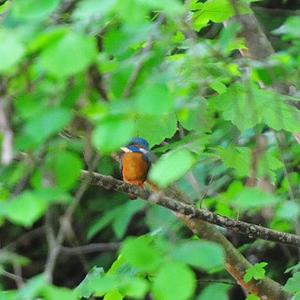 Common Kingfisher