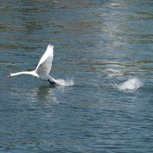 Mute Swan