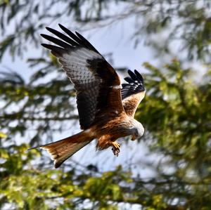 Red Kite