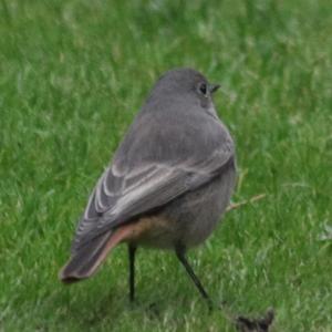 Black Redstart