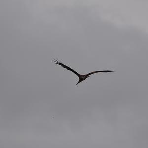 Red Kite