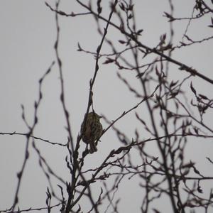 Yellowhammer