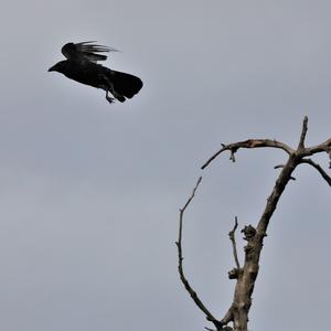 Carrion Crow