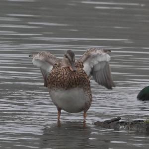 Gadwall