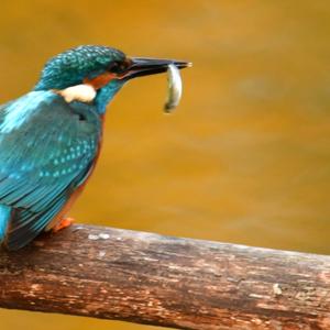 Common Kingfisher