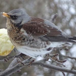 Fieldfare