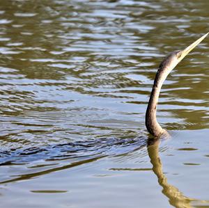 Anhinga