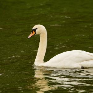 Mute Swan