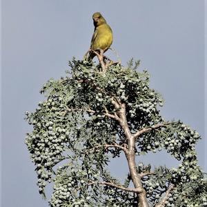 European Greenfinch