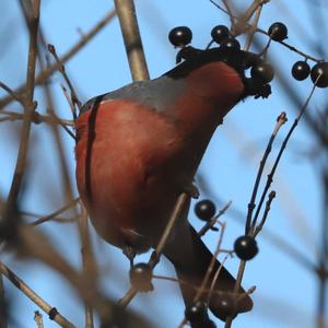 Eurasian Bullfinch