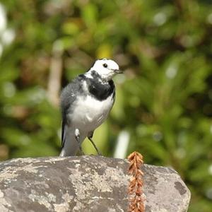 White Wagtail