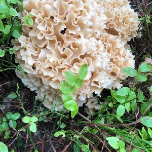 Eastern Cauliflower Mushroom