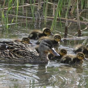 Mallard