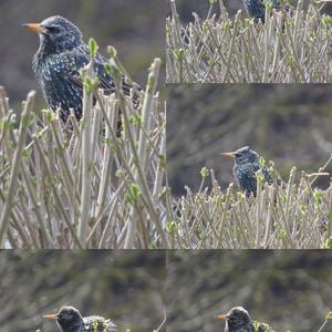 Common Starling