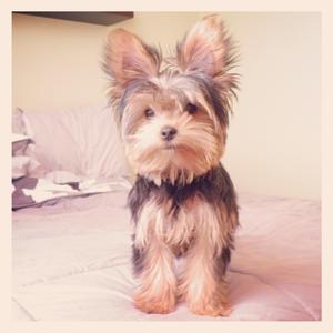 Yorkshire Terrier