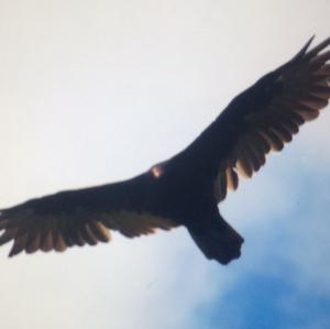 Turkey Vulture