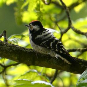 Lesser Spotted Woodpecker