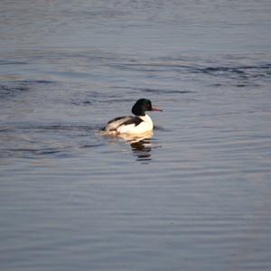 Common Merganser