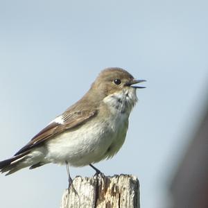 European Pied Flycatcher