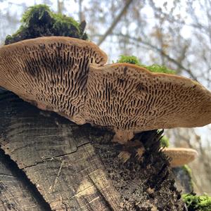 Thick-maze Oak polypore