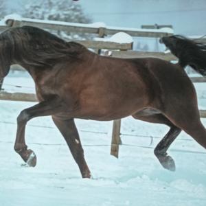 Arabian Horse